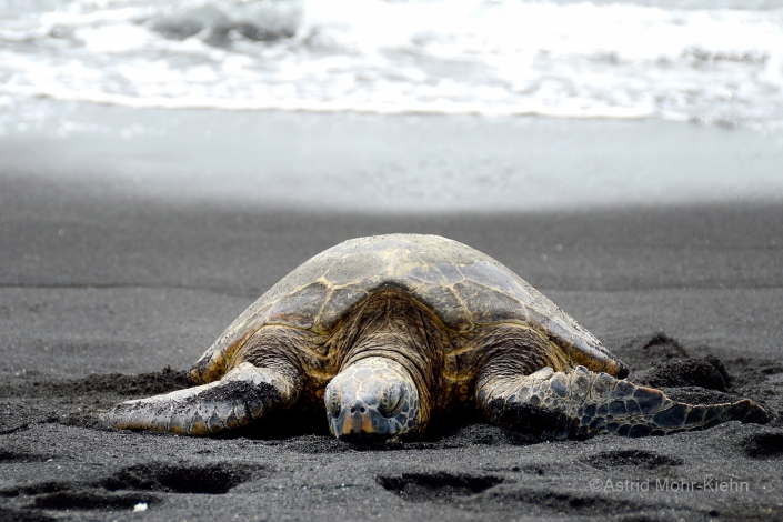 01 Hawaii 1 Turtle Asleep